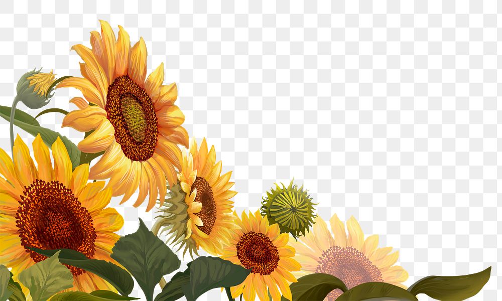 Sunflowers png border, transparent background