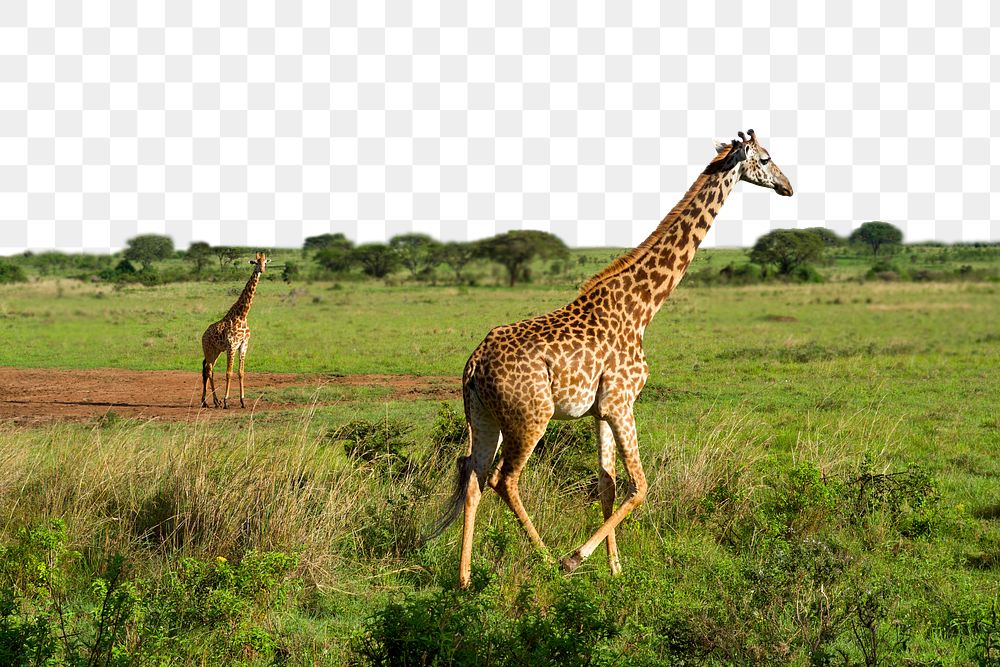 PNG giraffes & grassland border, transparent background