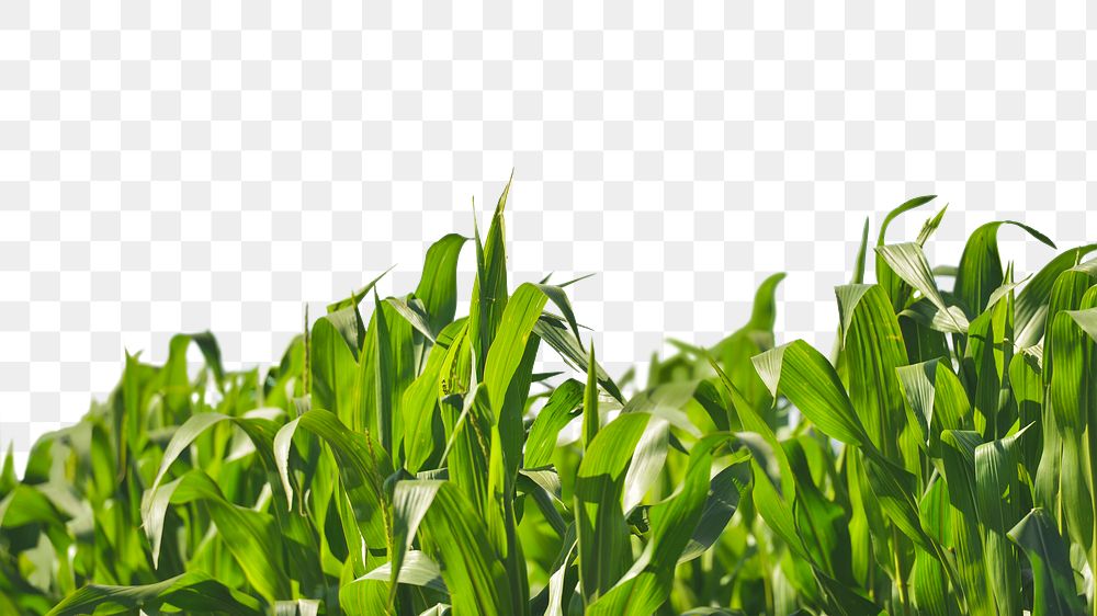 Corn leaves png border, transparent background