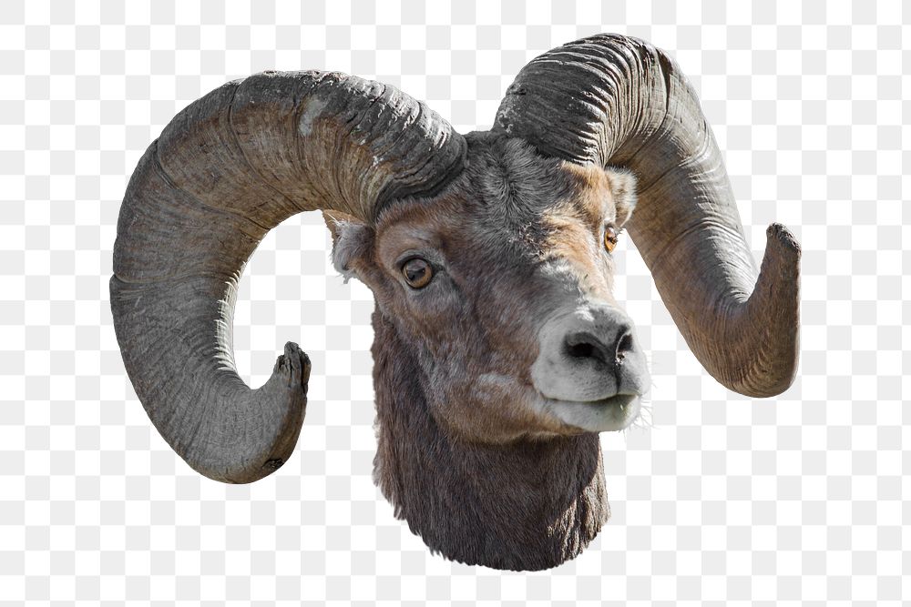 Bighorn sheep png animal sticker, transparent background