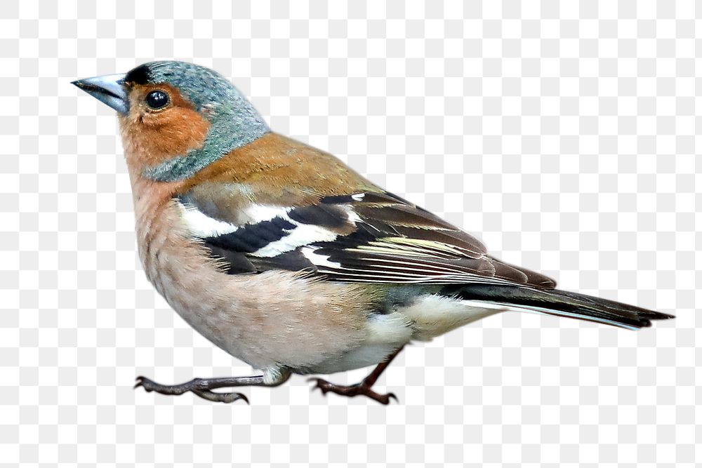 Chaffinch bird png animal  sticker, transparent background