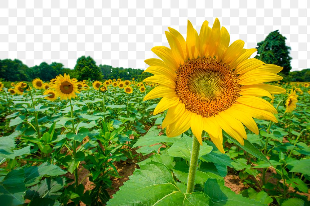 Sunflower field png border, transparent background