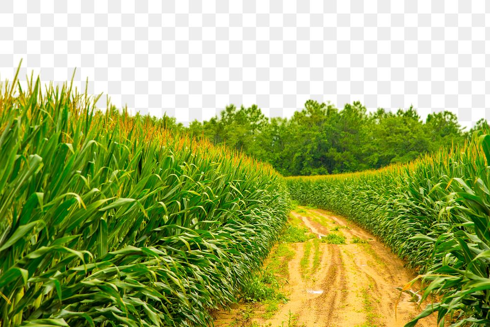 PNG corn field pathway border, transparent background