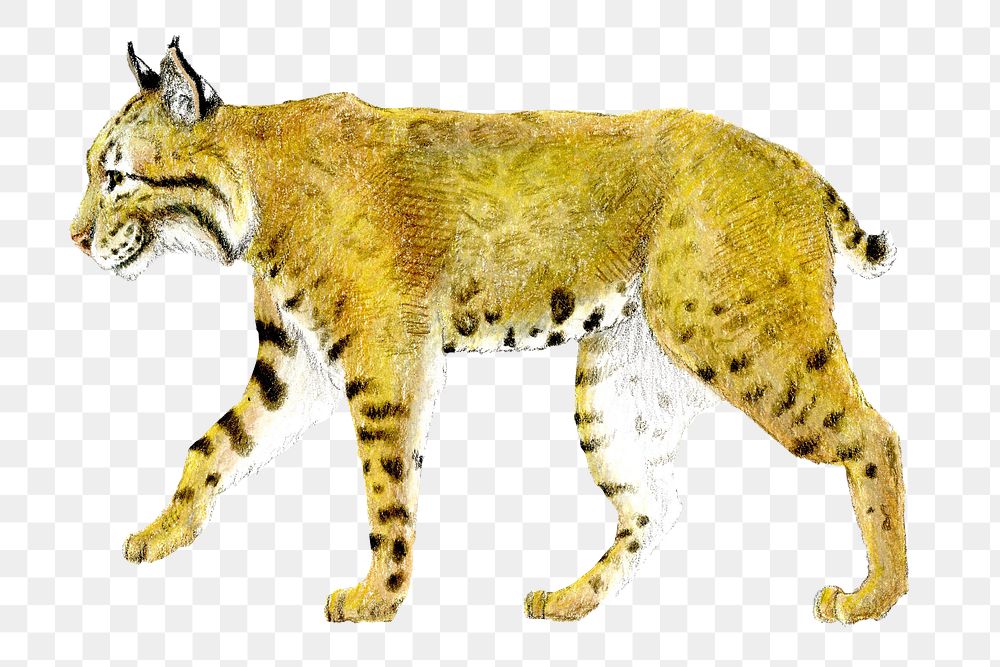 Bobcat png animal sticker, transparent background