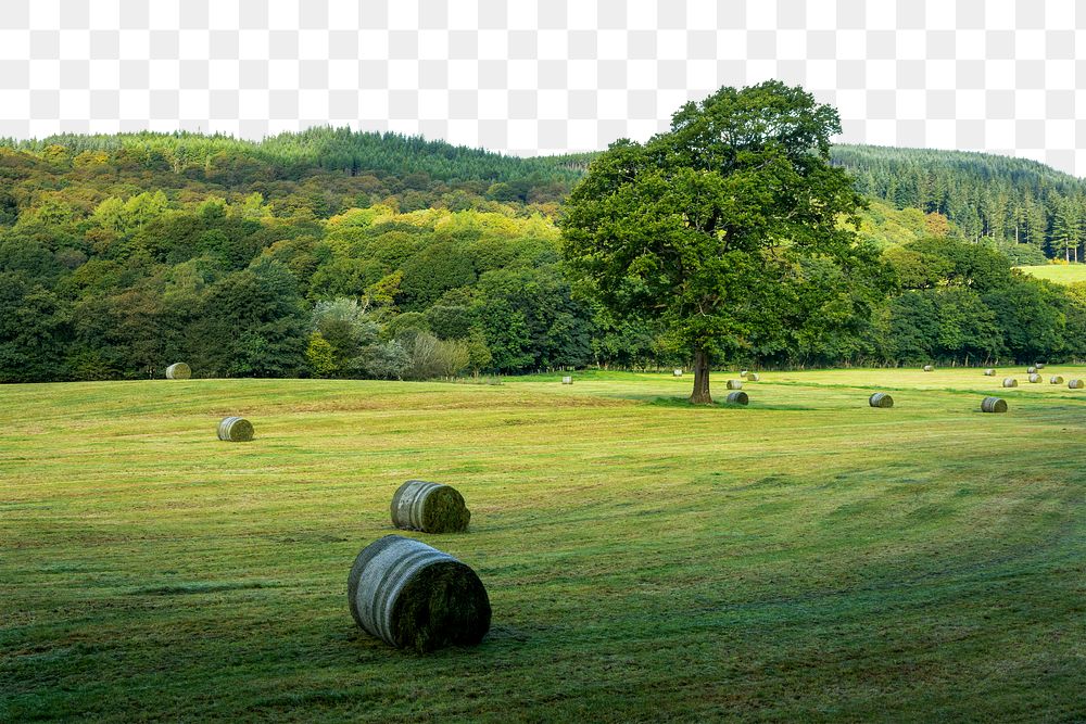 PNG green hay bales border, transparent background