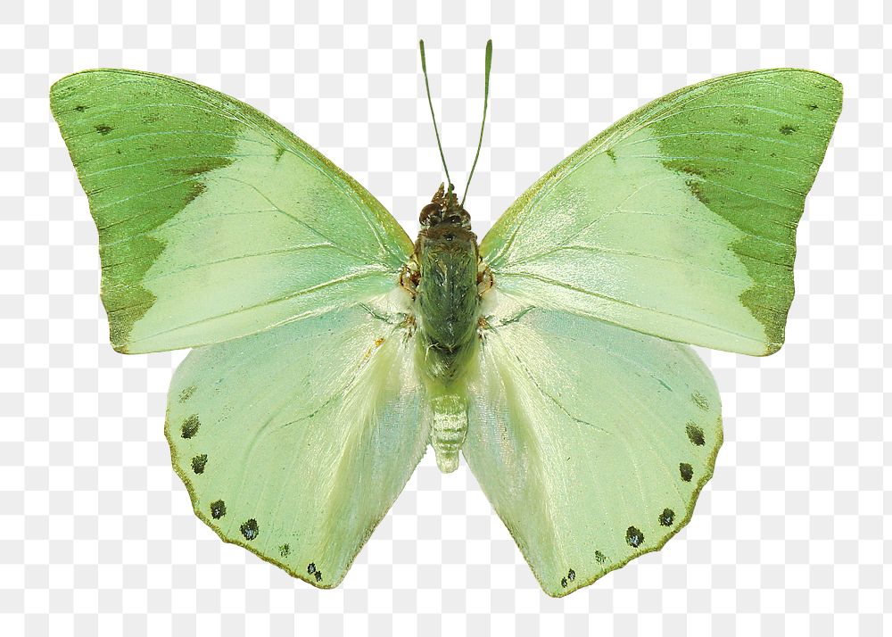 Green butterfly png sticker, transparent background