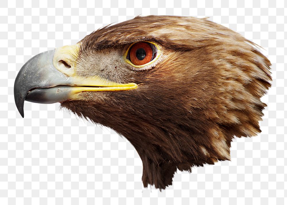 Eagle bird png sticker, transparent background