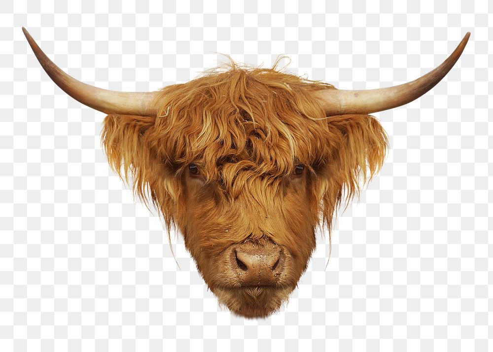 Highland cattle png sticker, transparent background