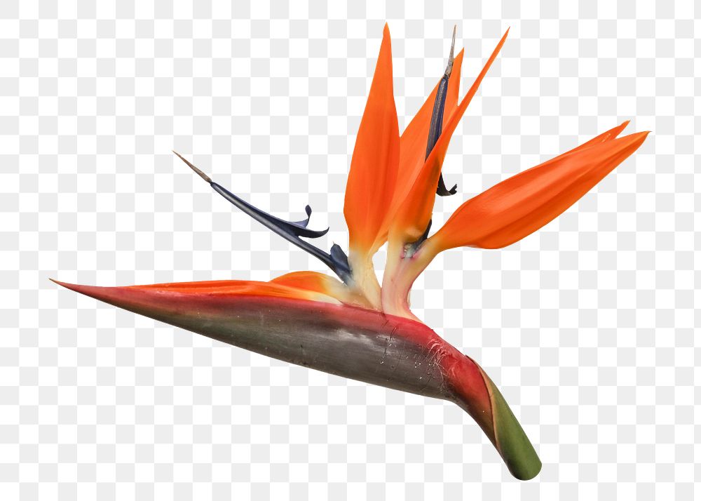 Bird of paradise png sticker, transparent background