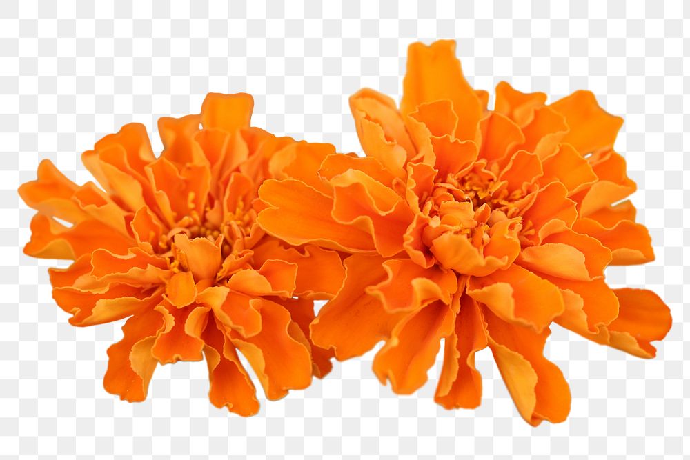 Marigold flower png sticker, transparent background