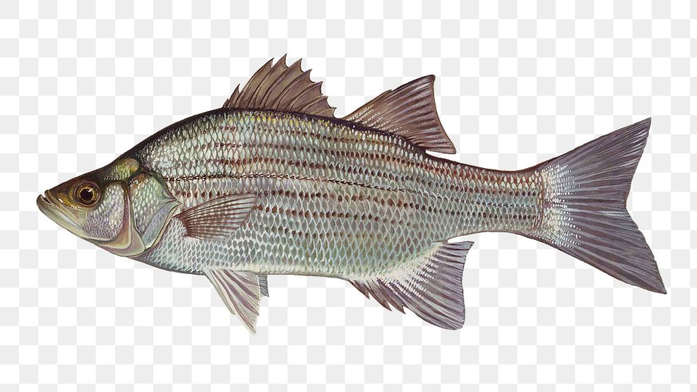 White bass fish png sticker, transparent background