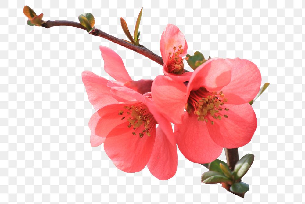 Chinese quince flower png sticker, transparent background