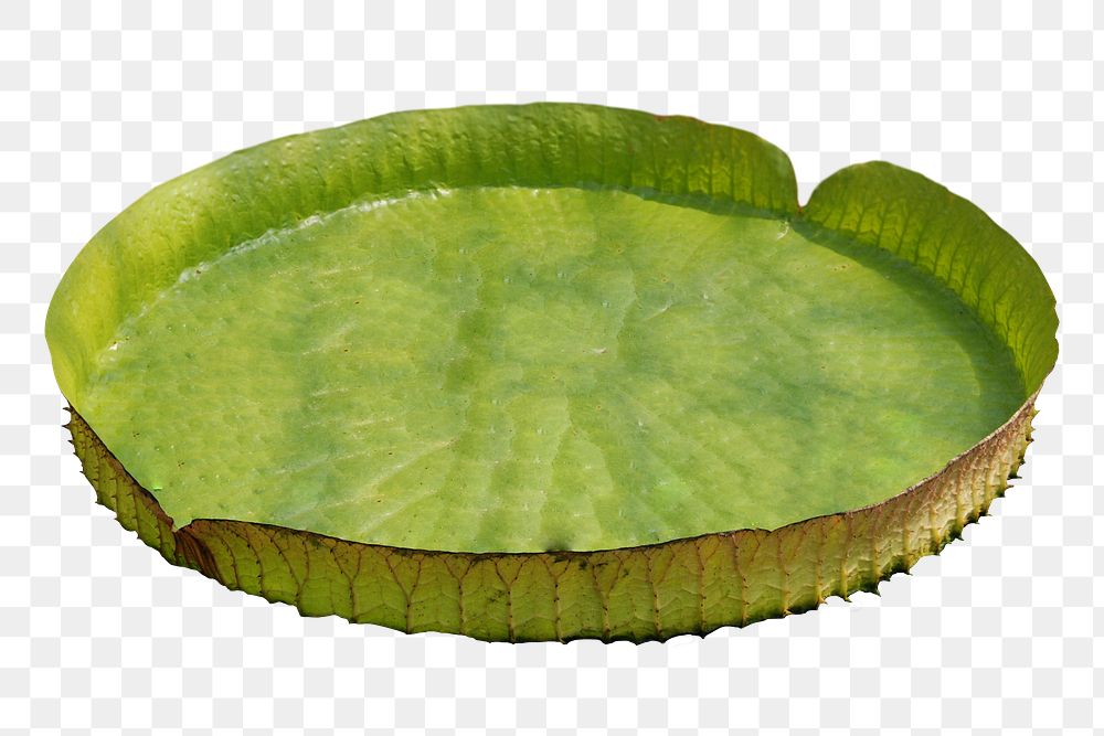 King lotus leaf png sticker, transparent background