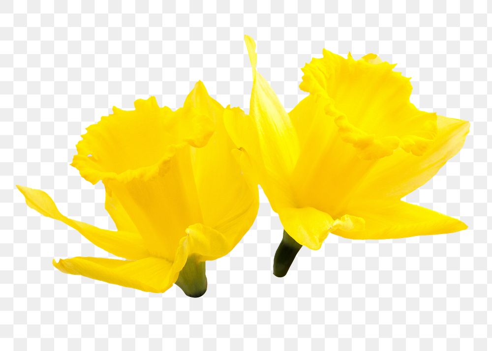 Yellow narcissus flower png sticker, transparent background