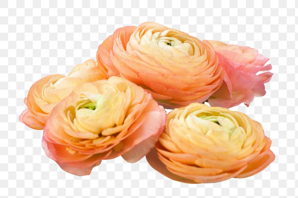 Orange ranunculus flowers png sticker, transparent background