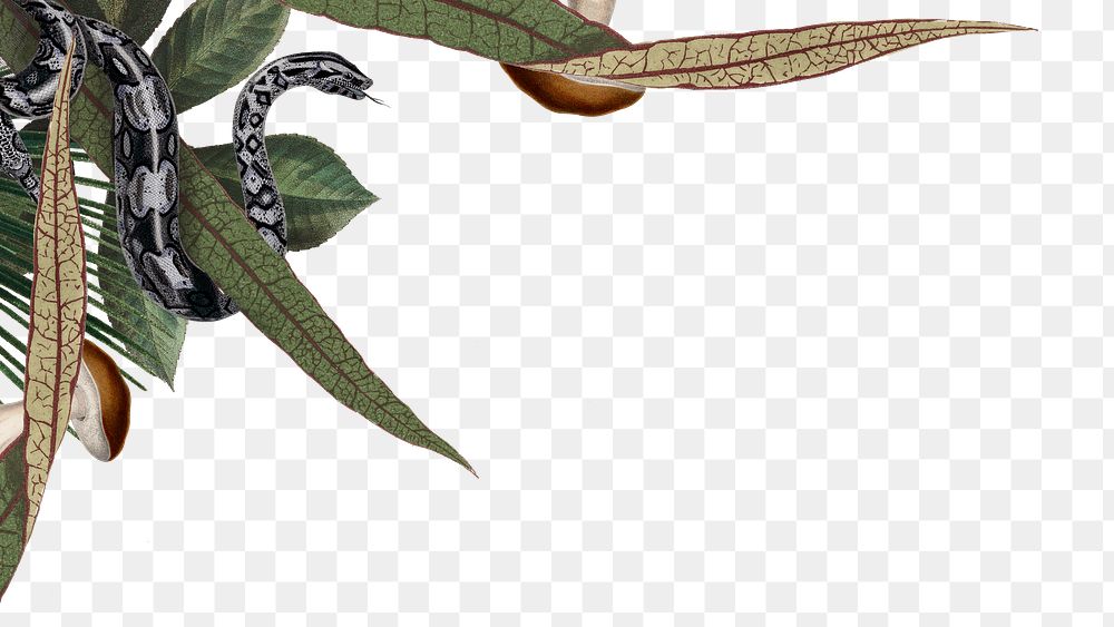 Jungle animals png border, snake illustration on transparent background