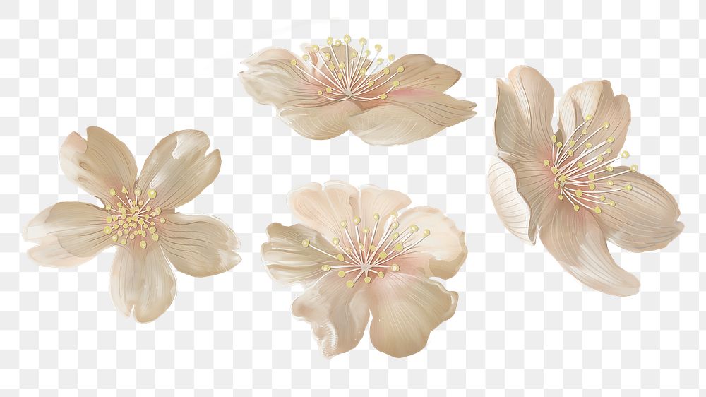 Japanese Sakura flowers png sticker, transparent background