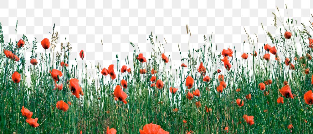 Orange wildflowers png border, transparent background