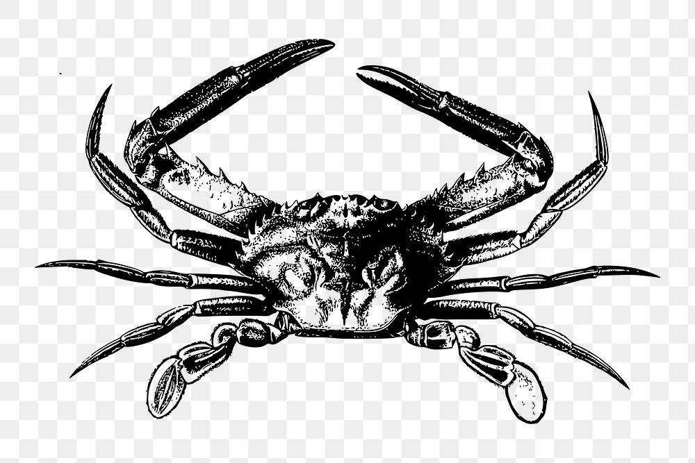 Crab png sticker, transparent background. Free public domain CC0 image.