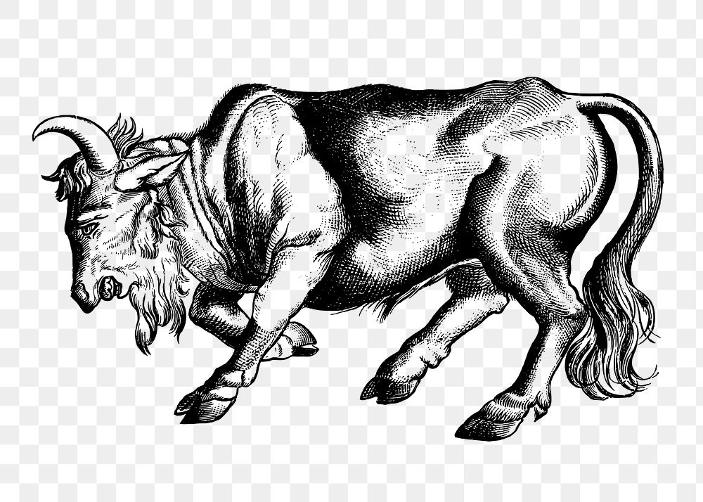 PNG Bull clipart, transparent background. Free public domain CC0 image.