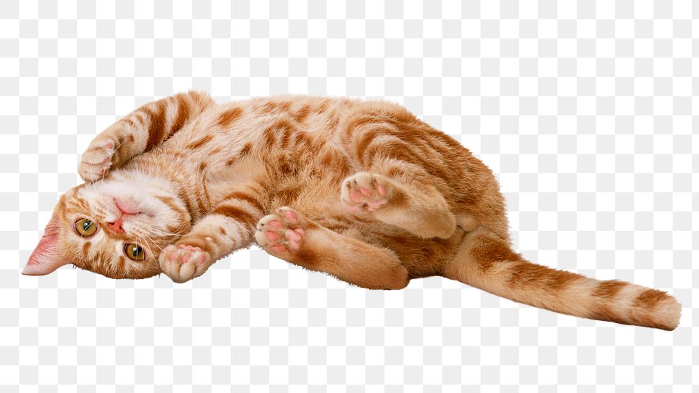 Ginger shorthair cat png sticker, transparent background