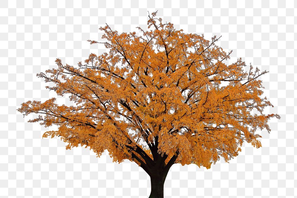 Autumn tree png sticker, transparent background