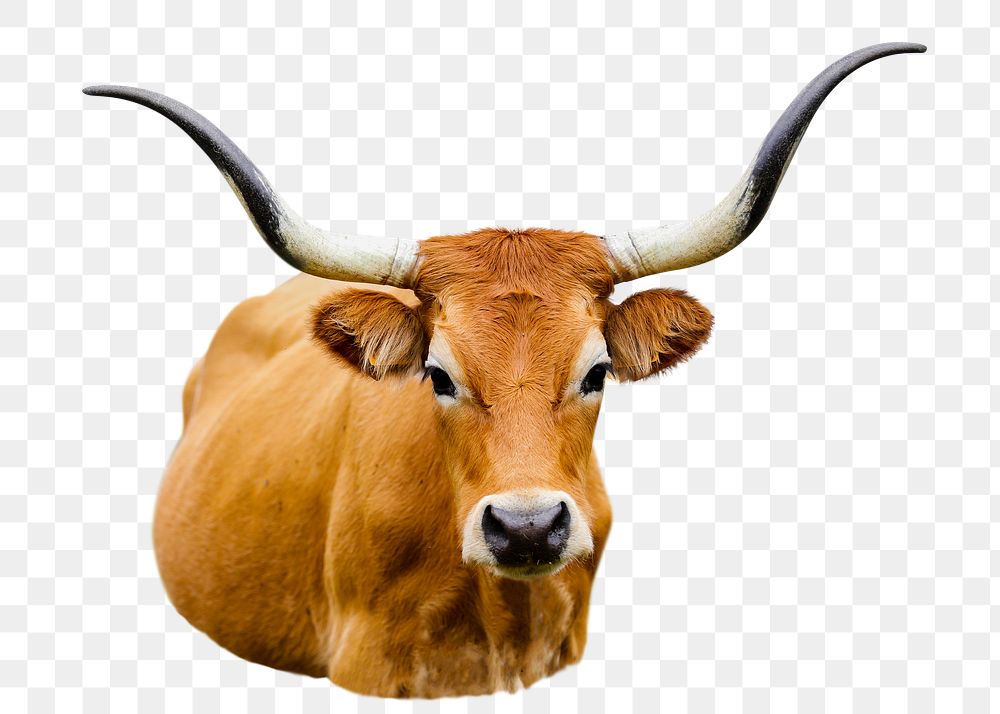 Cachena cattle png sticker, animal image, transparent background