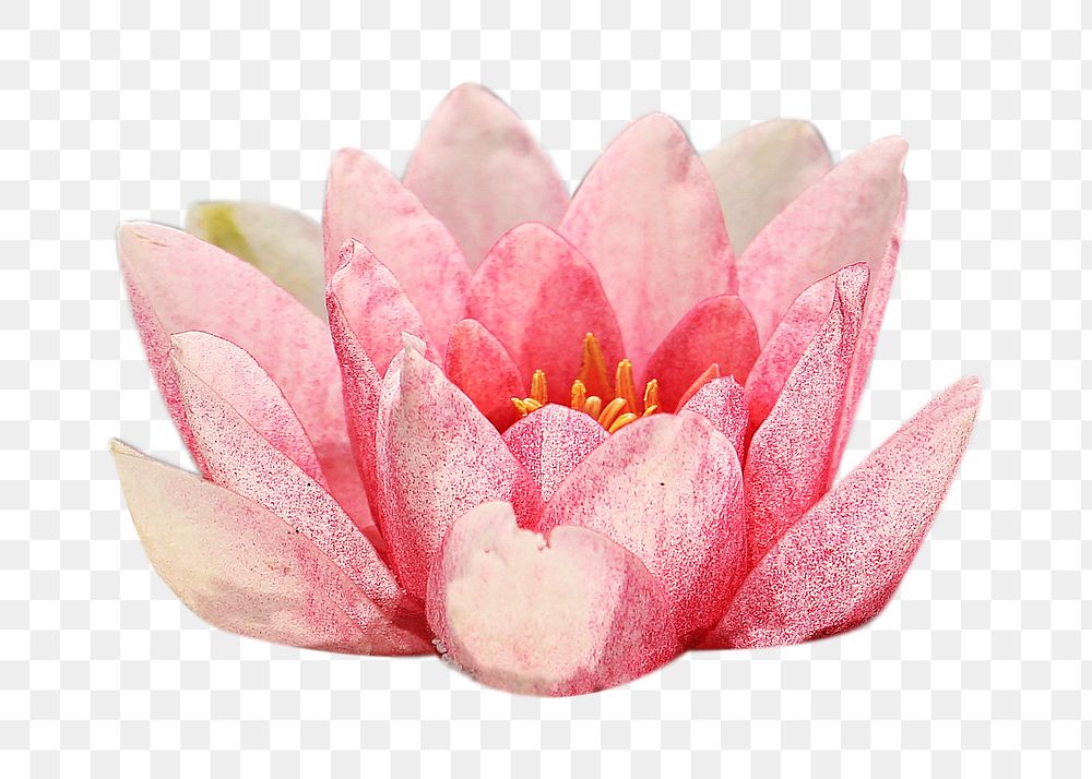 Water lily flower png sticker, transparent background