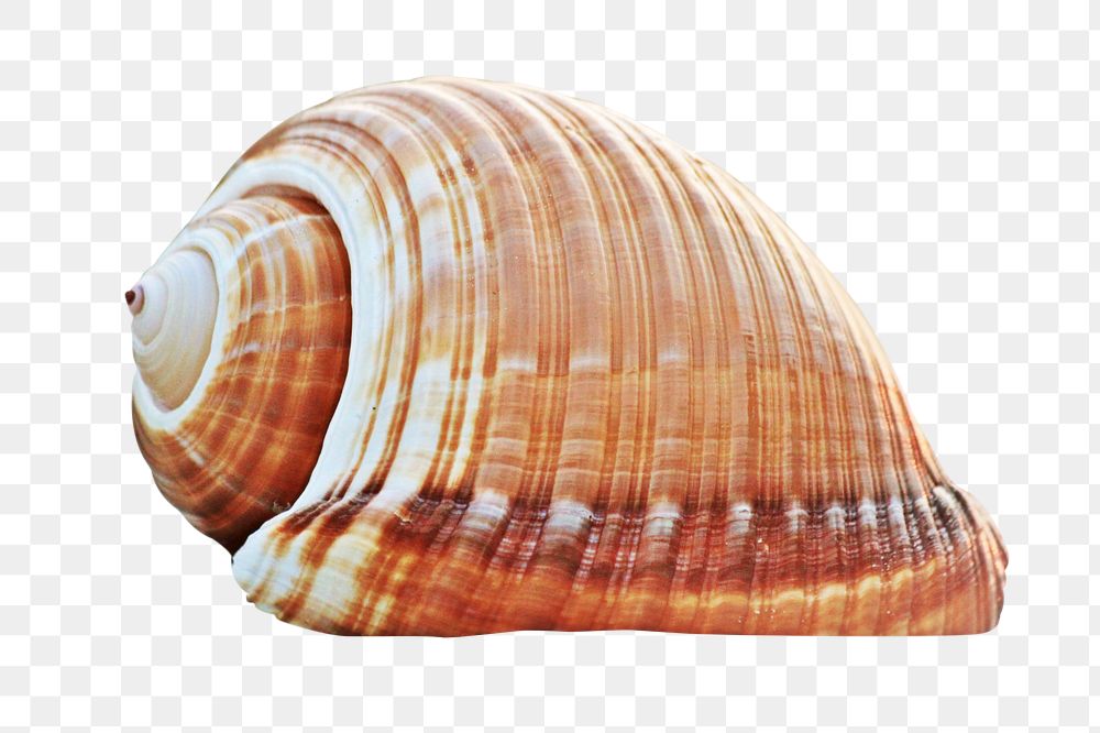 Spiral seashell png sticker, transparent background