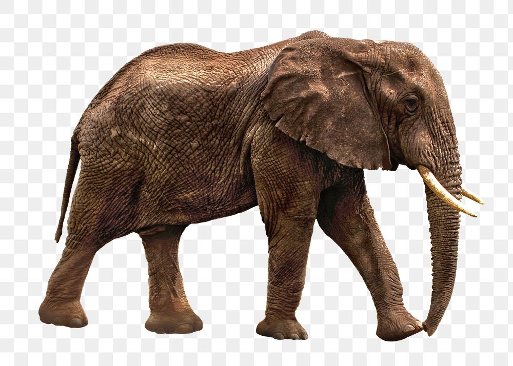 African elephant png sticker, animal image, transparent background