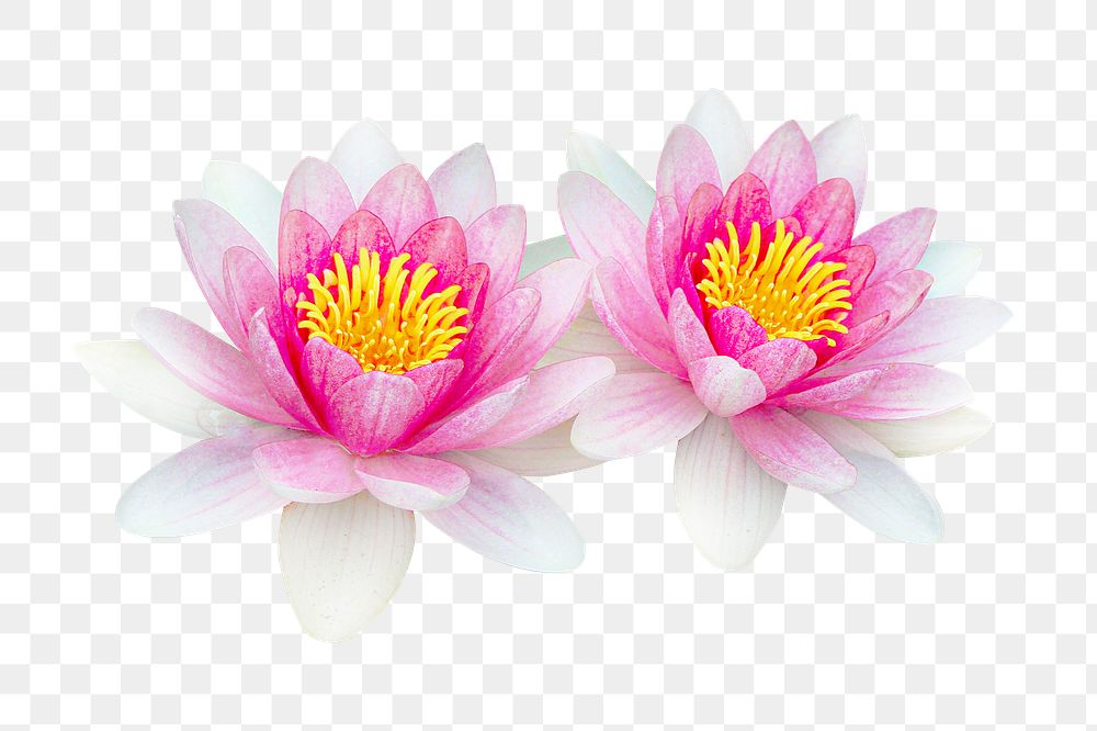 Water lily flowers png sticker, transparent background