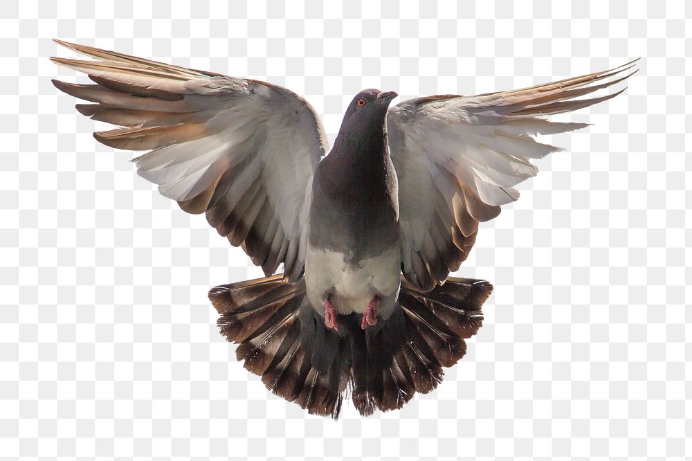 Flying dove png sticker, animal image, transparent background