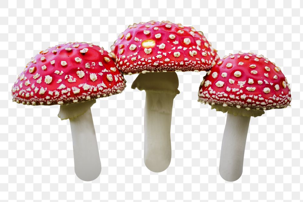 Poisonous mushroom png sticker, transparent background
