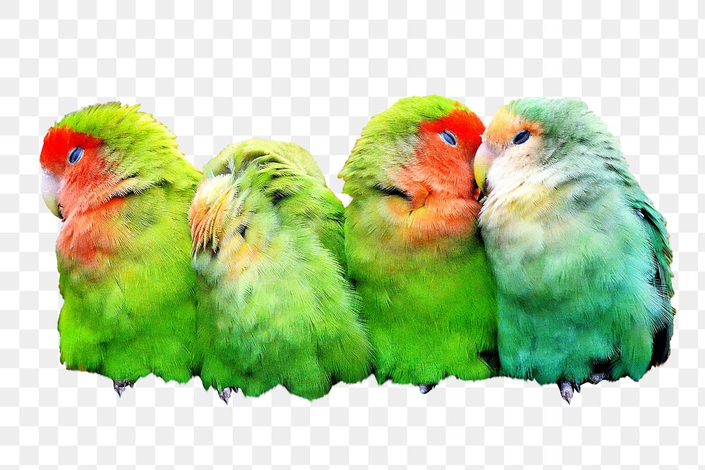 Colorful parrots png sticker, transparent background