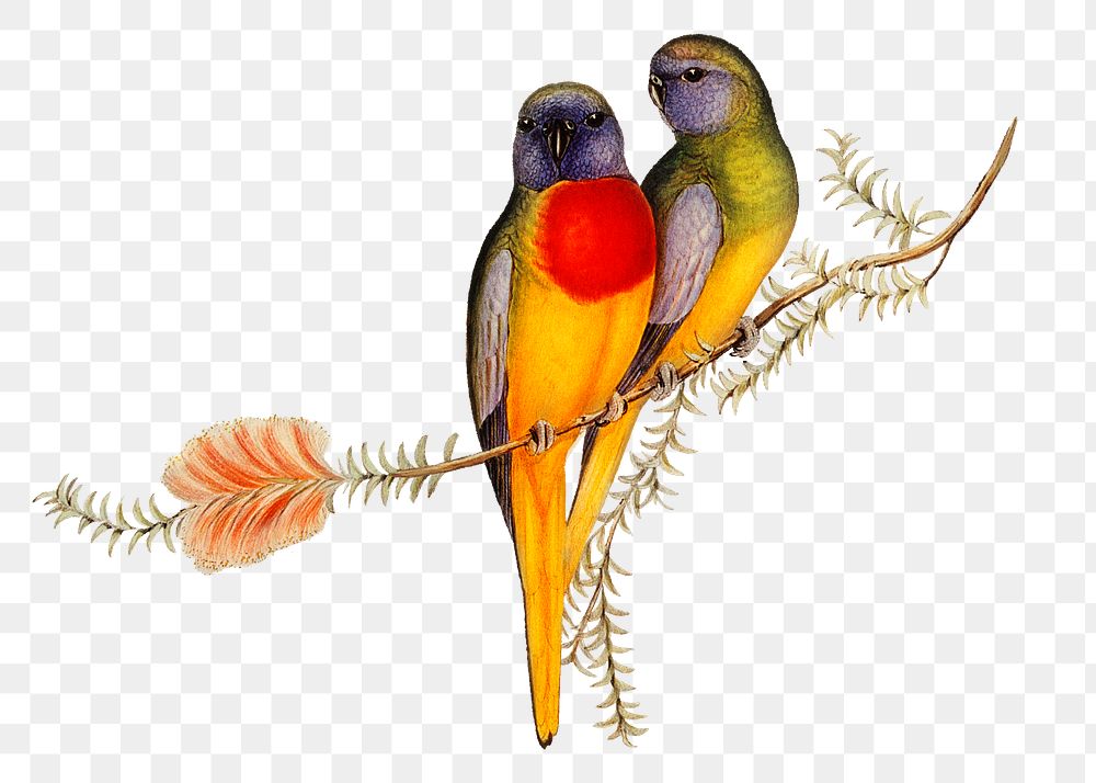 Splendid grass-parakeet png bird sticker, transparent background