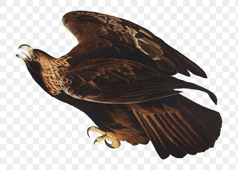 Golden eagle png bird sticker, transparent background