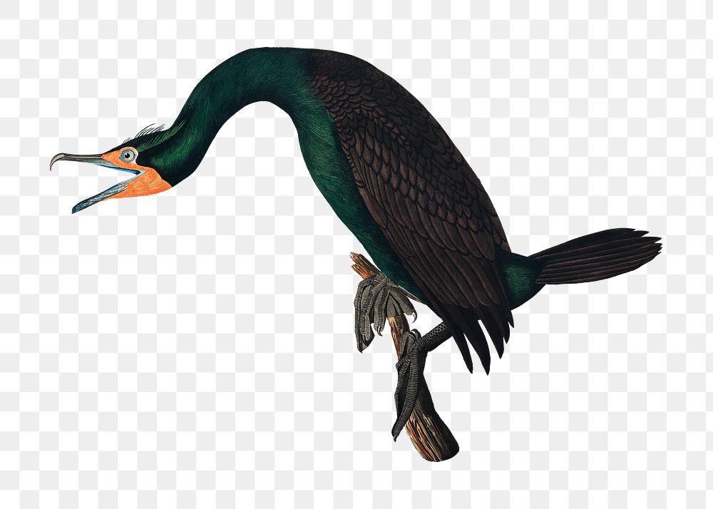 Florida cormorant png bird sticker, transparent background