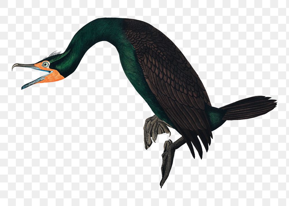 Florida cormorant png bird sticker, transparent background