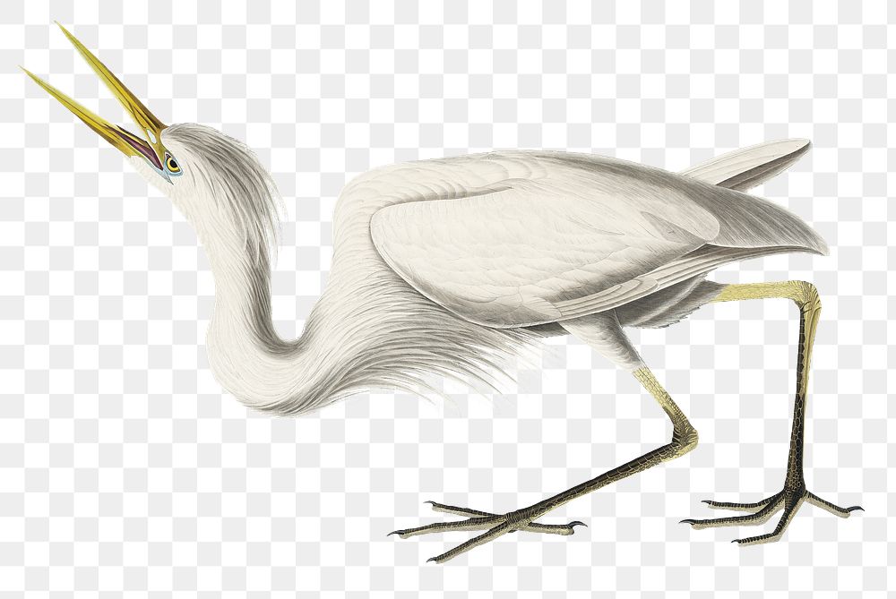 Great white heron png bird sticker, transparent background