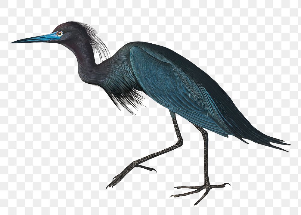 Blue crane png bird sticker, transparent background