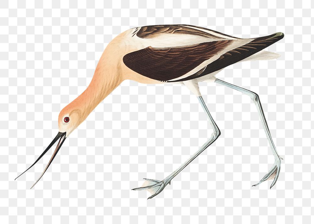 American avocet png bird sticker, transparent background