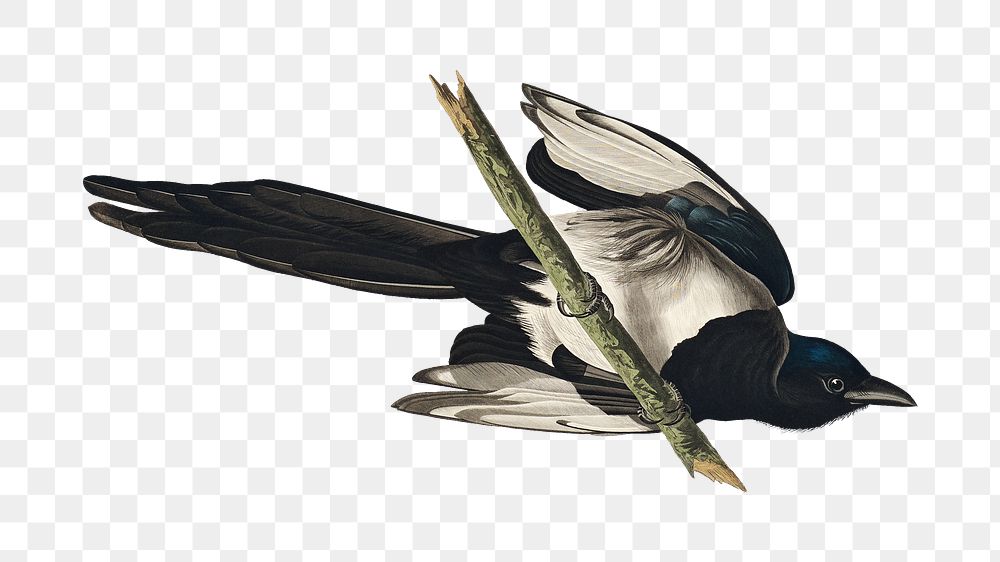 American magpie png bird sticker, transparent background