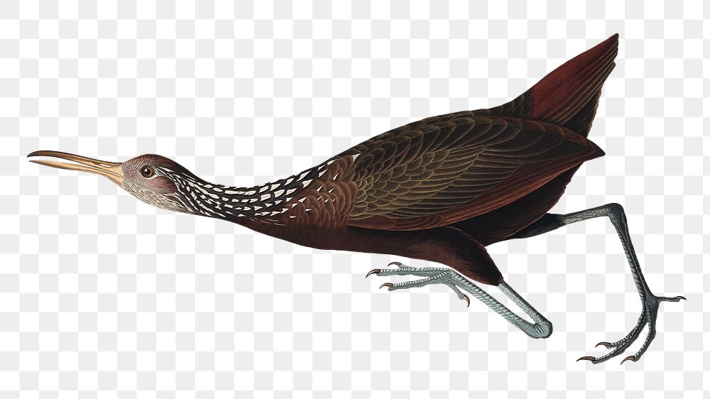 Scolopaceus courlan png bird sticker, transparent background