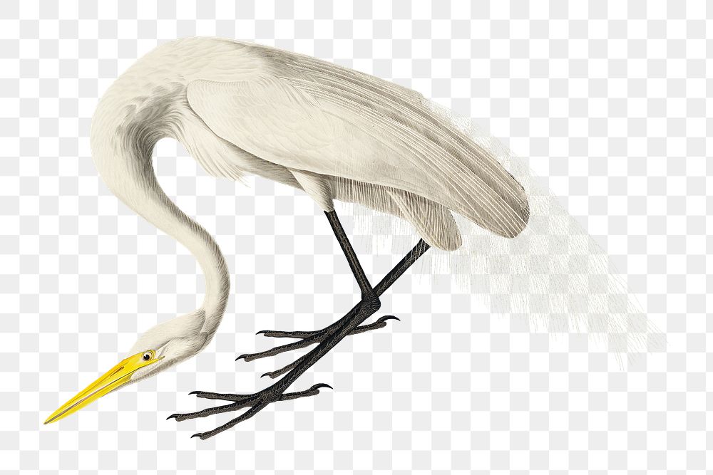 White heron png bird sticker, transparent background