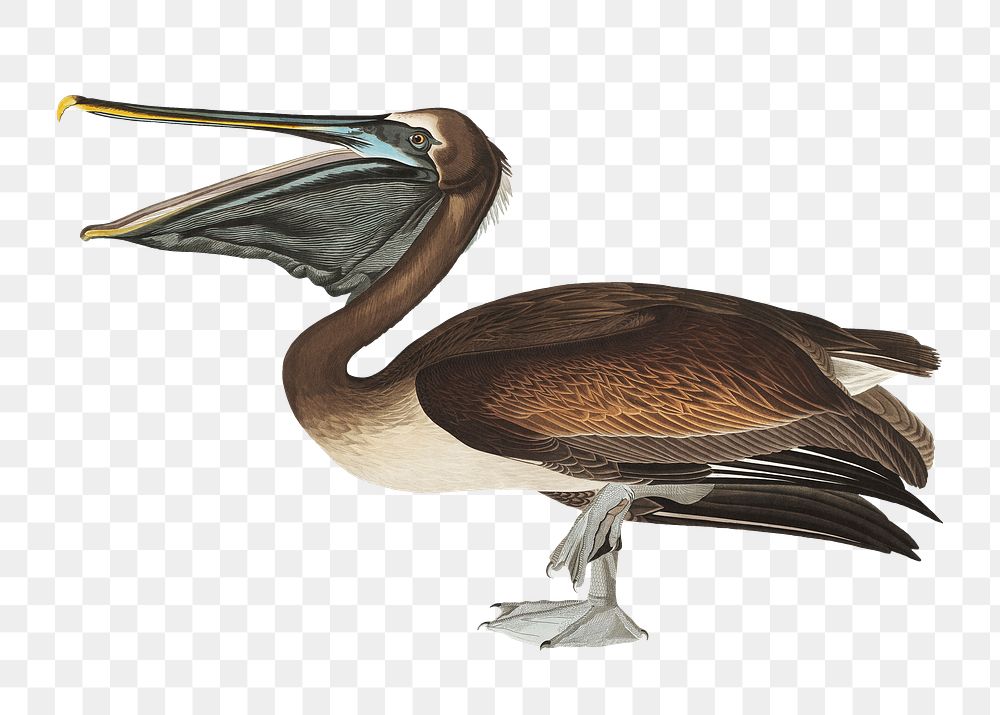 Brown pelican png bird sticker, transparent background