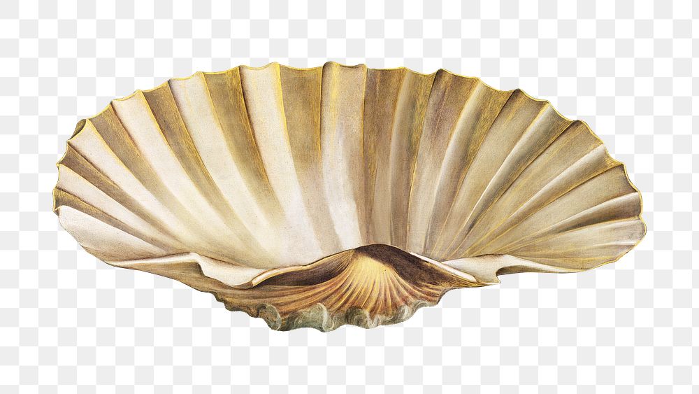 Sandro Botticelli s Venus Png Sticker Free PNG Rawpixel