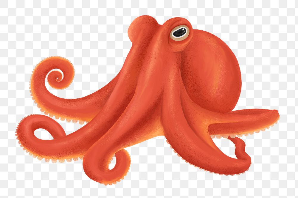 Orange octopus png sticker, animal illustration, transparent background