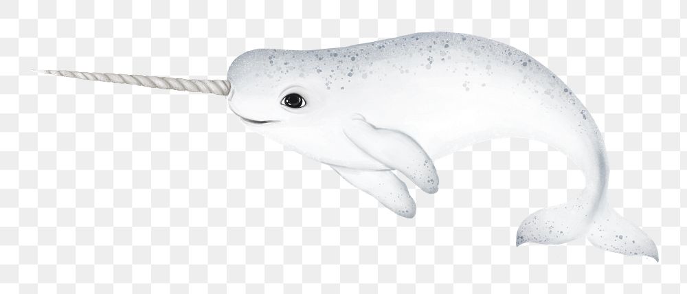 Narwhal whale png sticker, animal illustration, transparent background