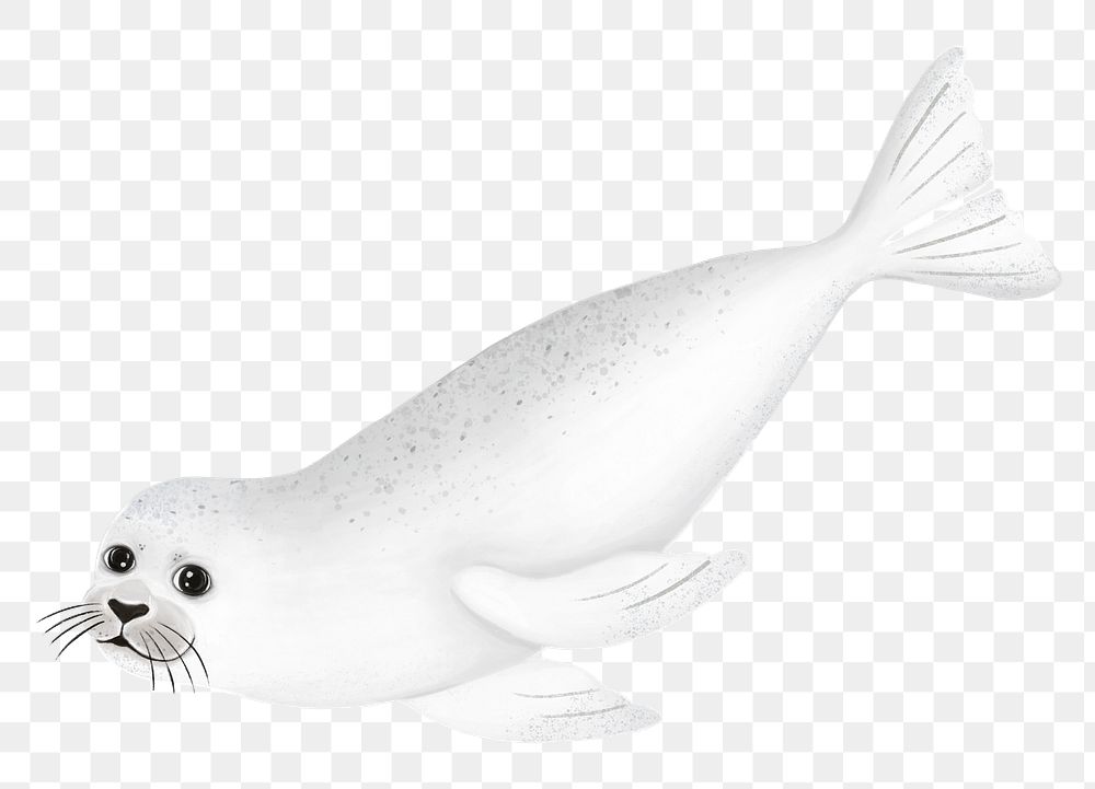Cute seal png sticker, animal illustration, transparent background