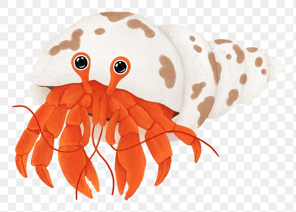 Hermit crab png sticker, animal illustration, transparent background